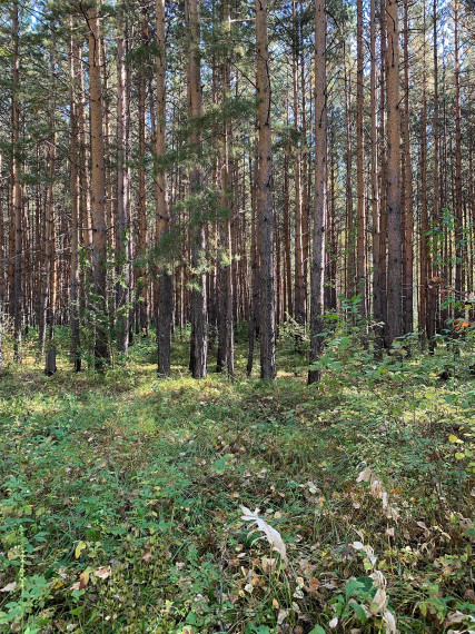 Анцирские дачи в Канском районе. Анцирские дачи в Канском районе.